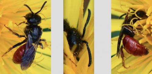Réf. 279 292 : Sphecodes ruficrus